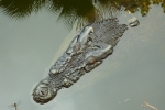 Crocodile